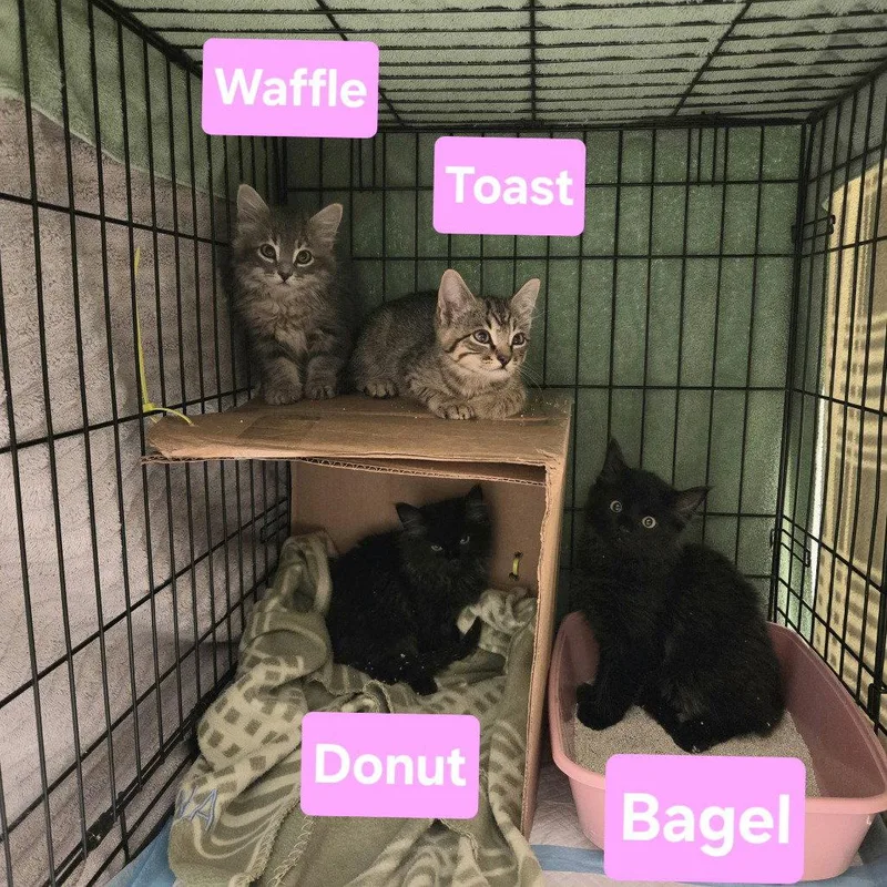 Raisin Bagel thumbnail 3
