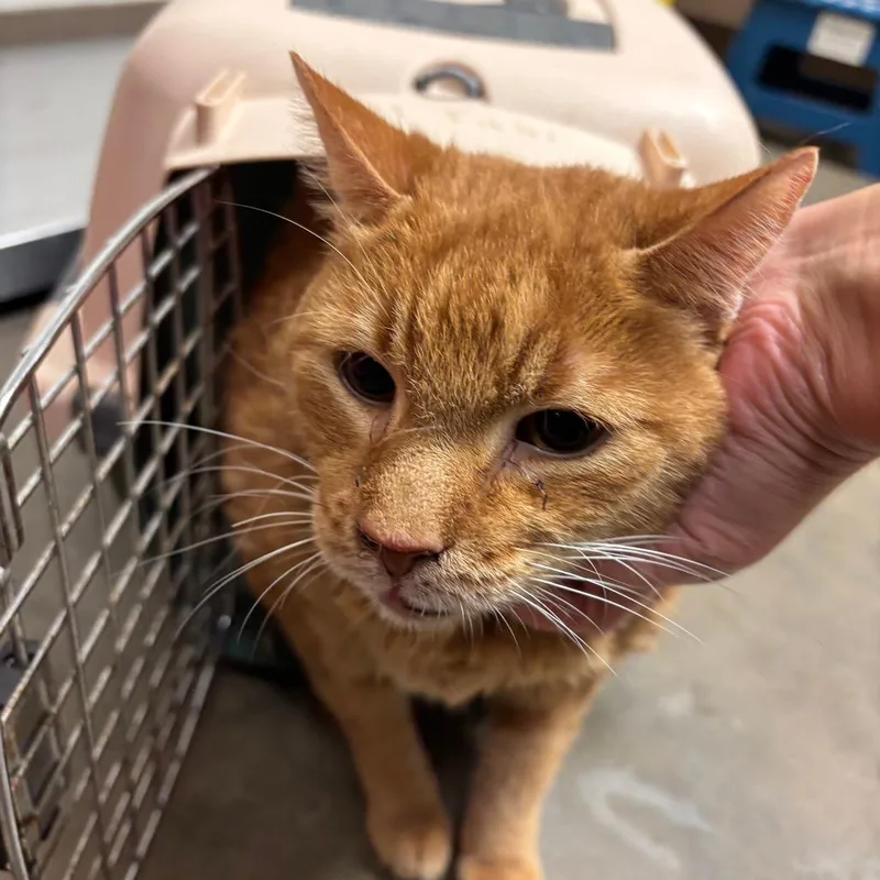 A senior large-sized male Orange / Red Domestic Short Hair cat named Oliver for adoption in Ottawa, KS