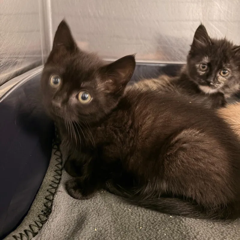 A baby small-sized male Black Domestic Short Hair cat named Bourbon for adoption in Franklin, NC