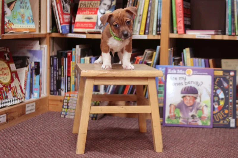 Clifford thumbnail 2