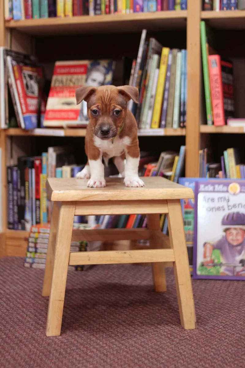 Clifford thumbnail 3