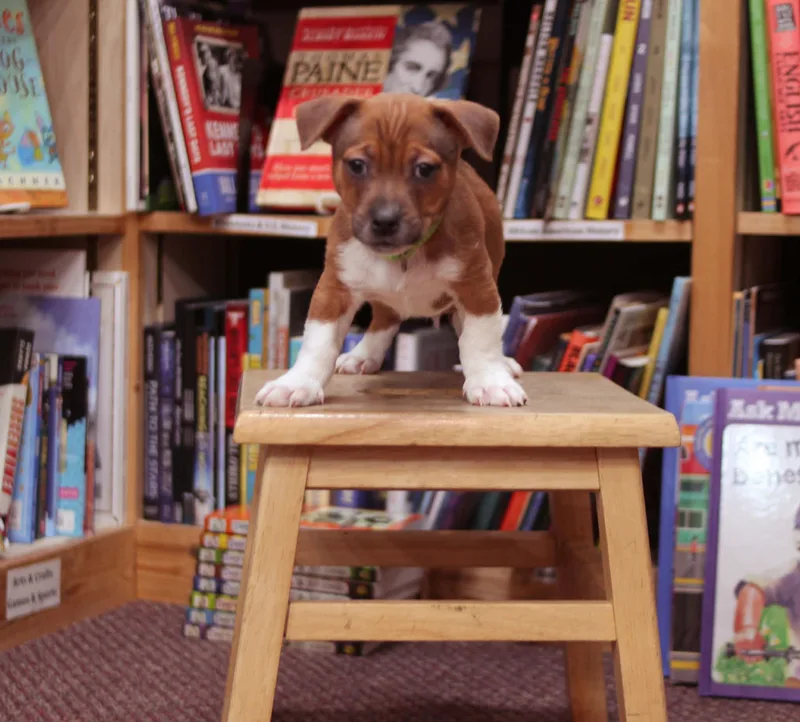 Clifford thumbnail 4