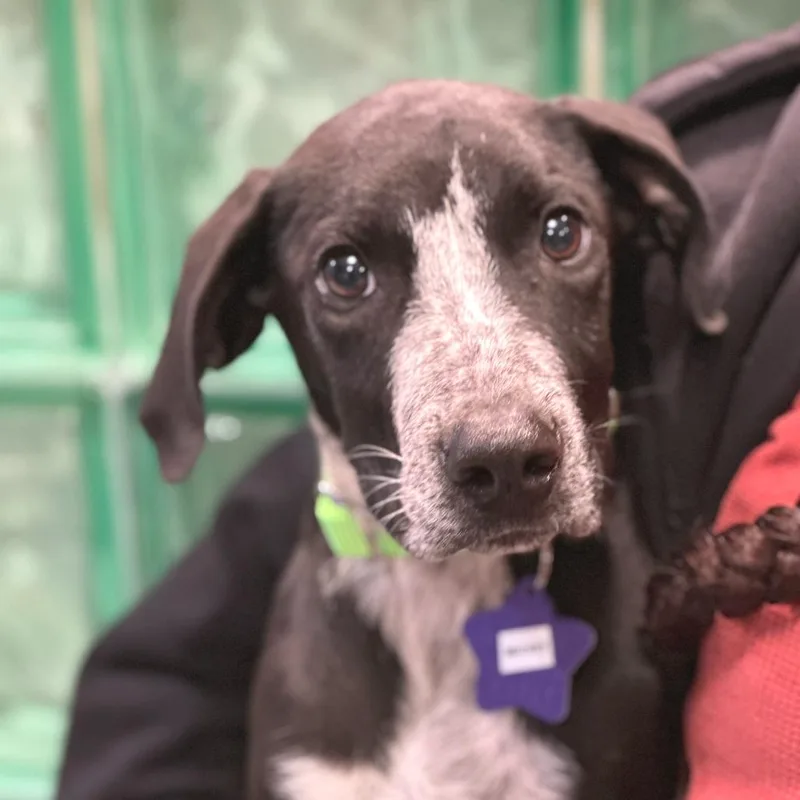 A baby large-sized male Black Mixed Breed dog named Mickey for adoption in San Francisco, CA