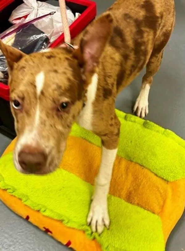 An adult large-sized male Pit Bull Terrier dog named Fred for adoption in Dallas, GA