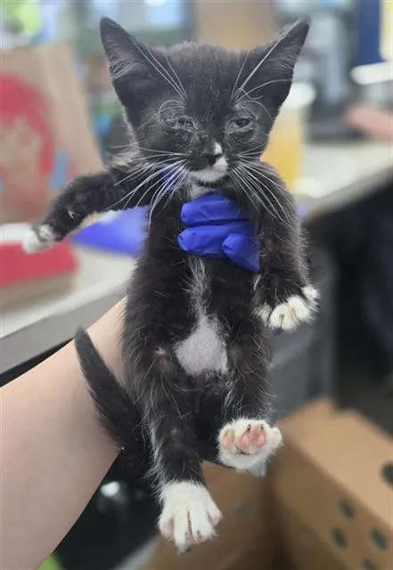 A baby medium-sized female Domestic Short Hair cat named Glory for adoption in Dallas, TX