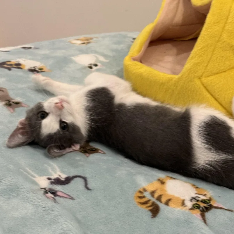A baby medium-sized male Gray & White Domestic Short Hair cat named Stormy for adoption in Stow, MA