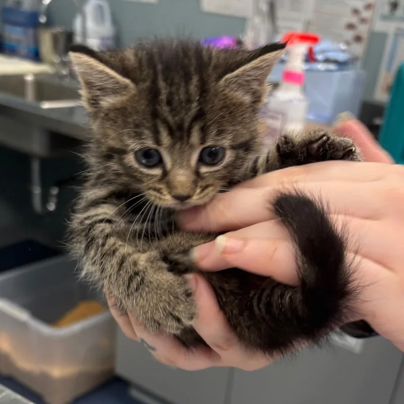 A baby small-sized male Brown / Chocolate Domestic Short Hair cat named Captain America for adoption in Greensboro, NC
