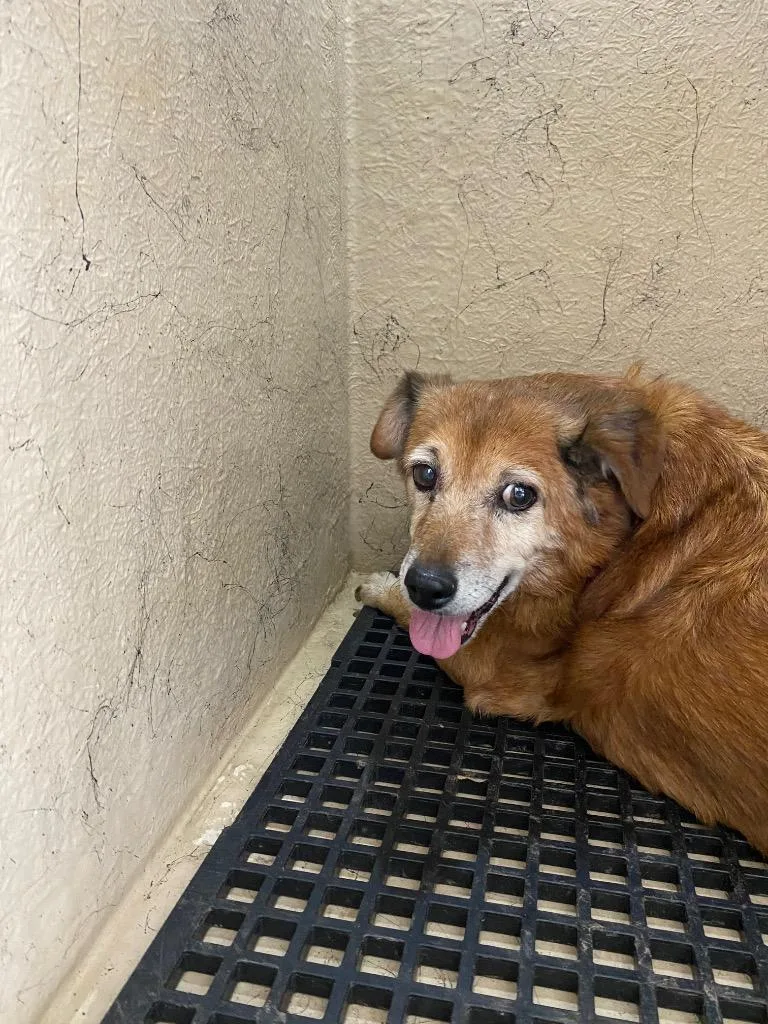 A senior small-sized female Mixed Breed dog named Betsy Lou for adoption in Cartersville , GA