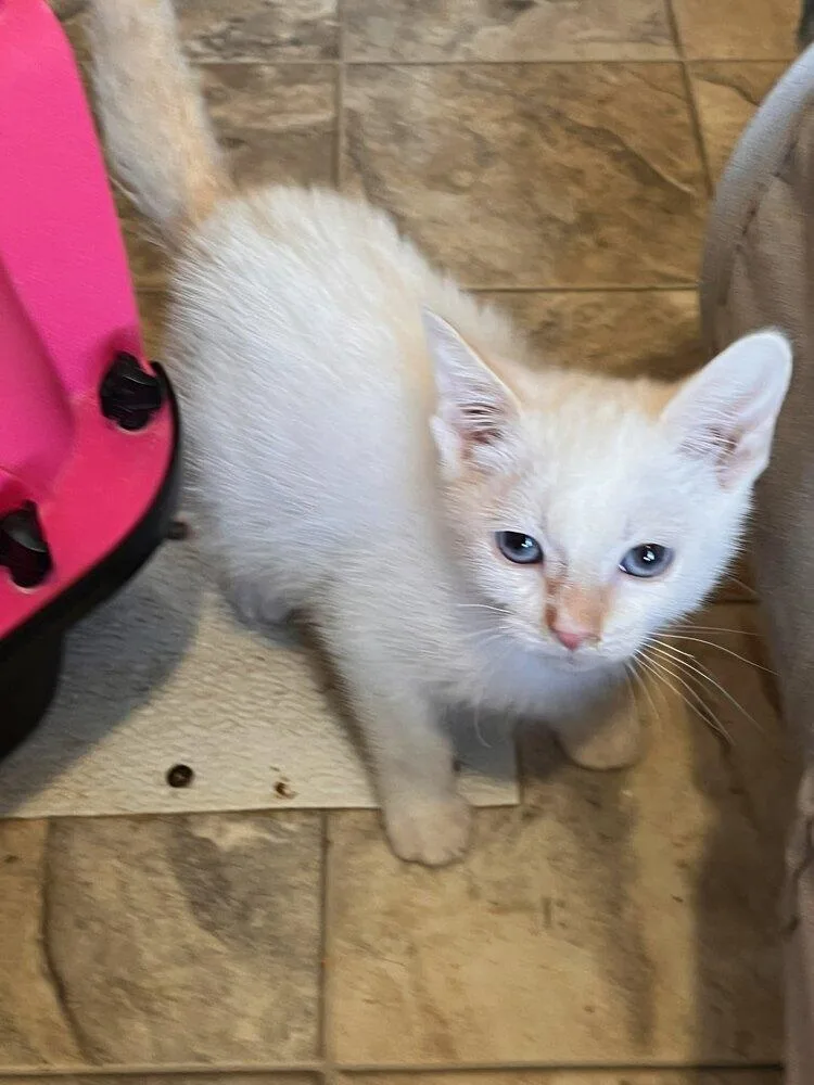 Little Chloe