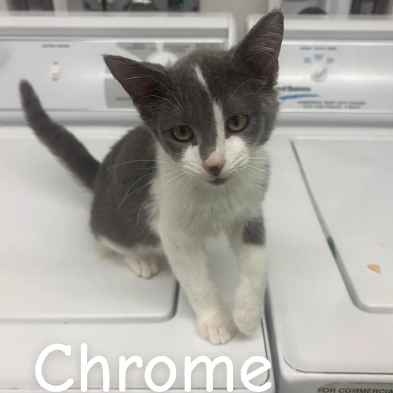 A baby small-sized male Gray / Blue / Silver Domestic Short Hair cat named Chrome for adoption in Buffalo, MN