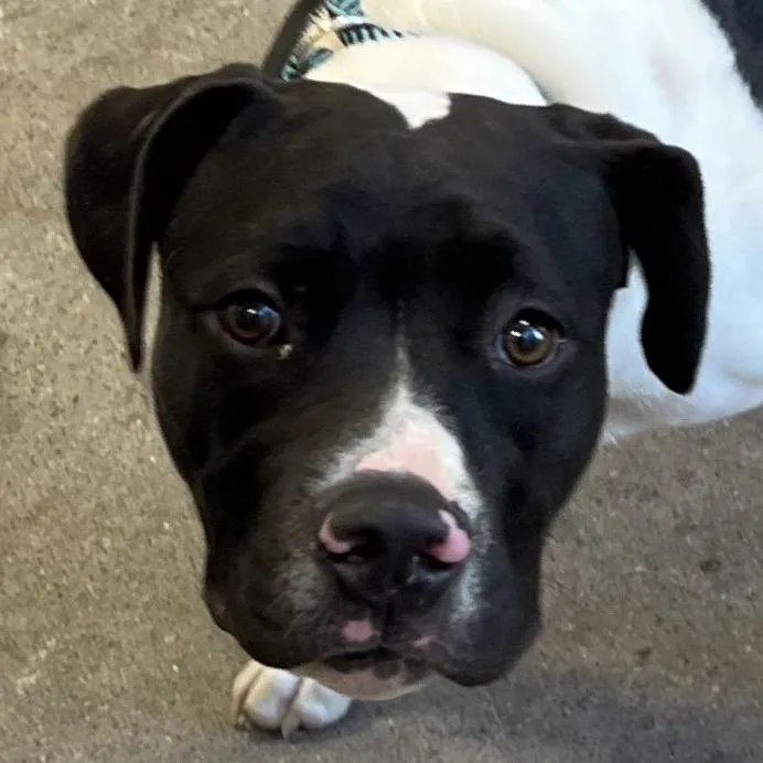 A young medium-sized female Black Mixed Breed dog named Millie for adoption in Las Cruces, NM