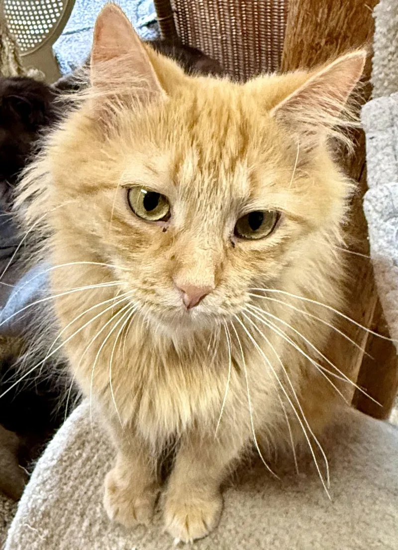 Dandelion thumbnail 2