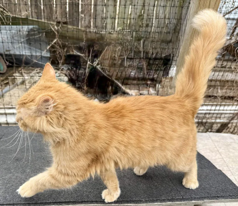 Dandelion thumbnail 3