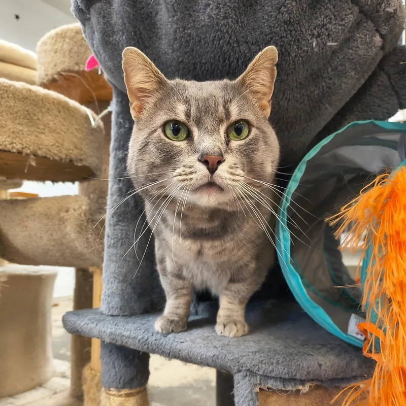 An adult large-sized male Tabby (Gray / Blue / Silver) Domestic Short Hair cat named Fat Man for adoption in Saint Marys, PA