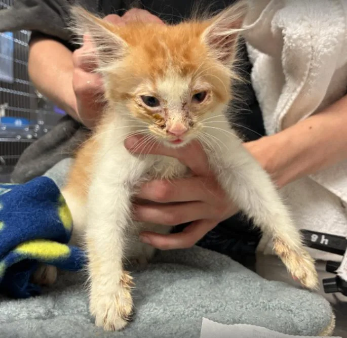 A young small-sized female White Domestic Short Hair cat named Kansas City Royal for adoption in Cincinnati, OH