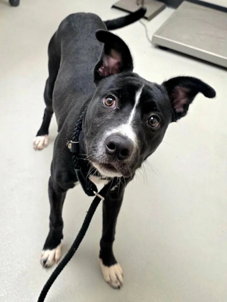 Harry  Ac thumbnail 2