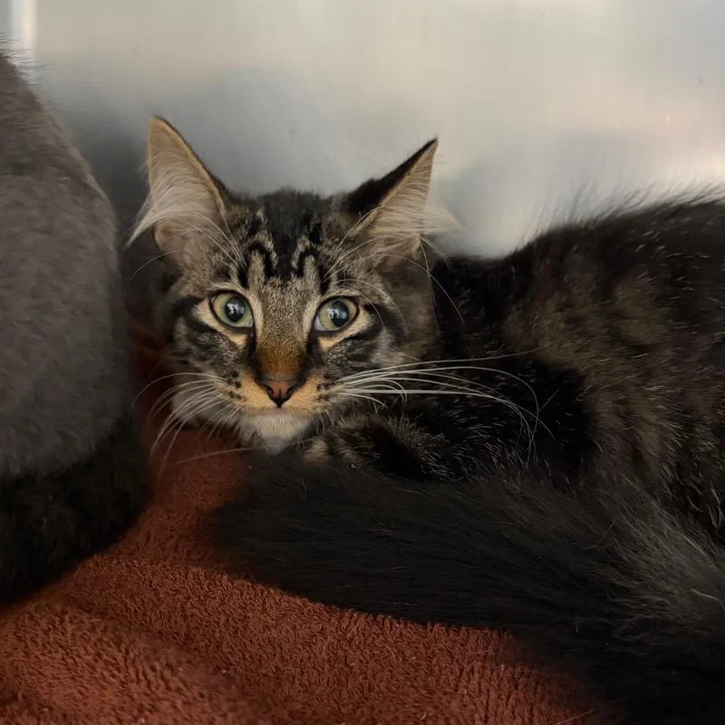 A baby medium-sized male Brown / Chocolate Domestic Medium Hair cat named Pippin for adoption in Council Bluffs, IA