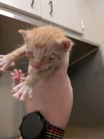 A baby small-sized male Domestic Short Hair cat named Jolt for adoption in Atlanta, GA