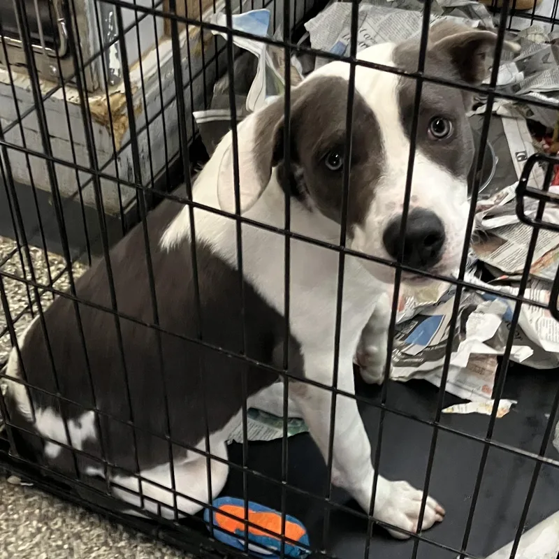 A baby medium-sized male Gray / Blue / Silver Mixed Breed dog named Smash for adoption in Parma, OH