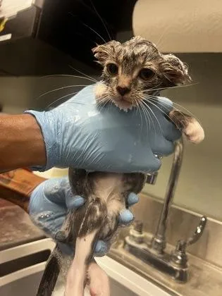 A baby small-sized male Domestic Short Hair cat named Haku for adoption in Fallston, MD