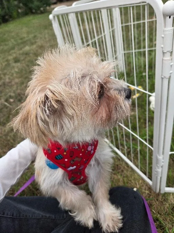 An adult medium-sized female Yellow / Tan / Blond / Fawn Shih Tzu dog named Latte for adoption in Fort Collins, CO