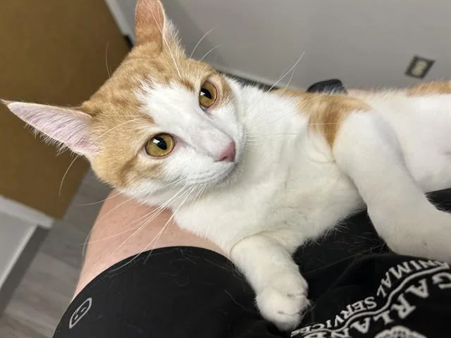 A young small-sized male Domestic Medium Hair cat named Pumpkin for adoption in Garland, TX