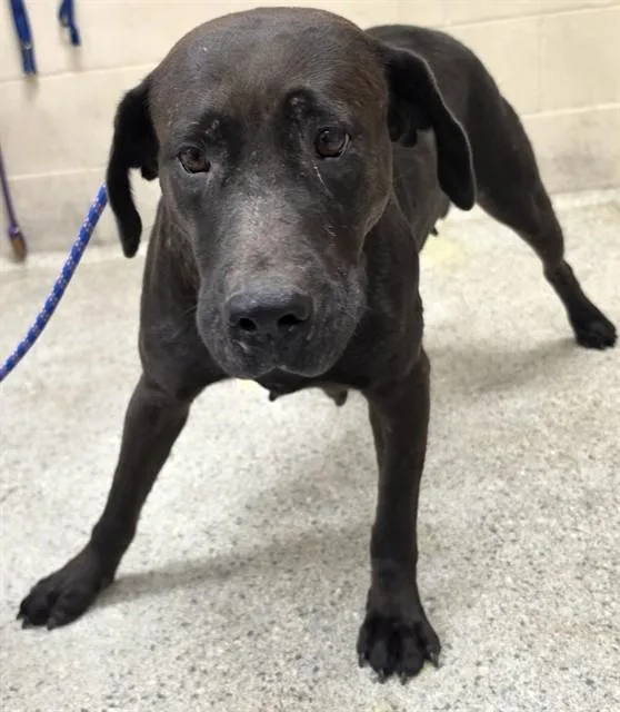 An adult large-sized female Labrador Retriever dog named Elouise for adoption in Conroe, TX