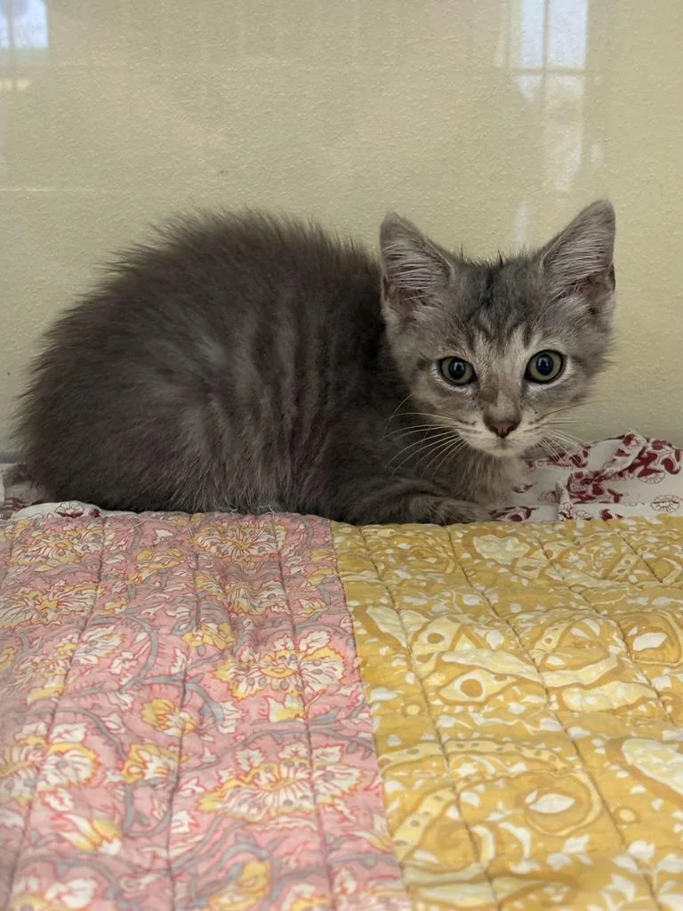 A baby medium-sized male Domestic Short Hair cat named Sterling Knight for adoption in Florence, SC