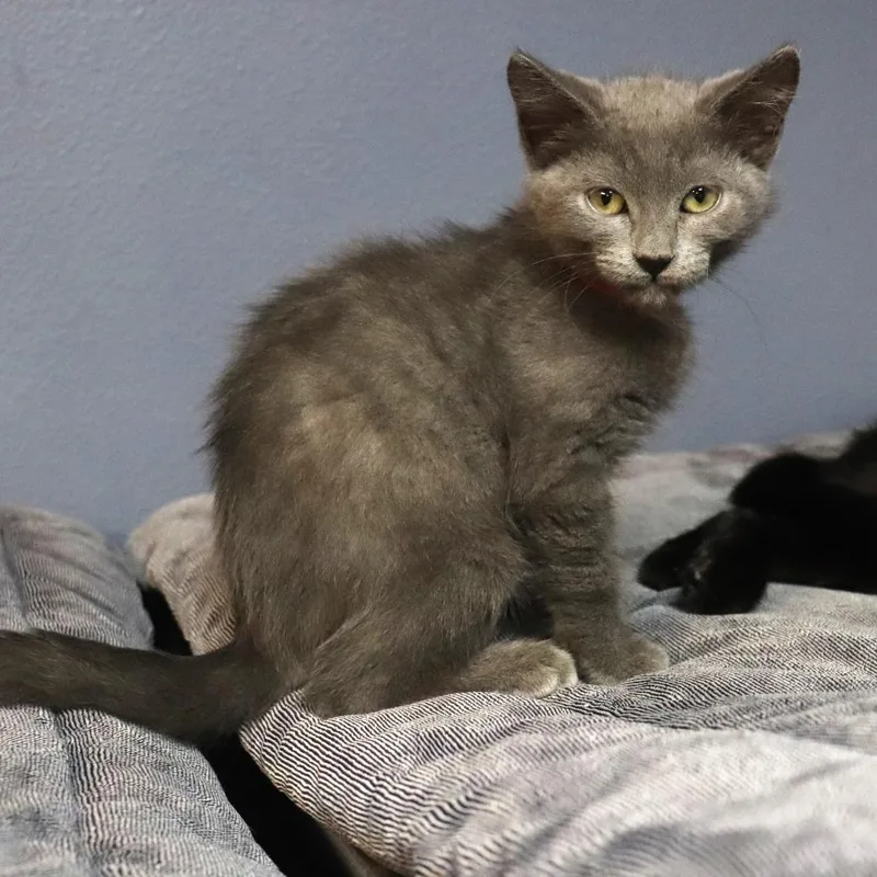 A baby small-sized female Gray / Blue / Silver Domestic Medium Hair cat named Shimmer for adoption in Lakeland, FL