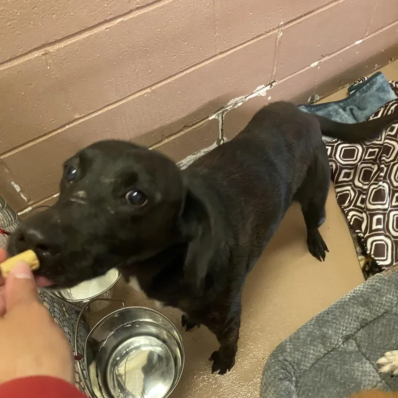 An adult medium-sized male Black Labrador Retriever dog named Leon for adoption in Caryville, TN
