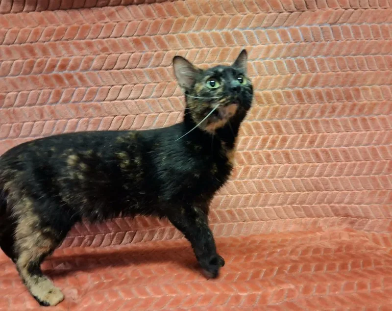 An adult medium-sized female Domestic Short Hair cat named S'mores for adoption in Wintersville, OH