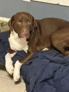 A young medium-sized female German Shorthaired Pointer dog named Fifi for adoption in Lake Wylie, SC