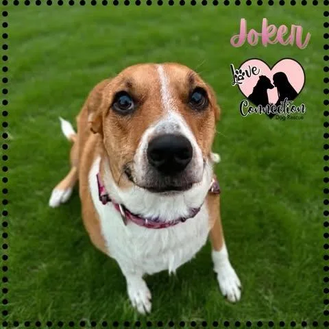 A young medium-sized female Golden Shepherd dog named Joker for adoption in Gilbert, AZ