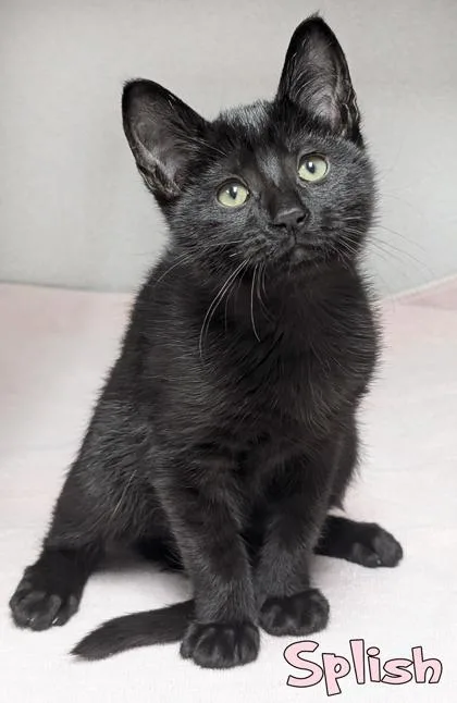 A baby small-sized female Domestic Short Hair cat named Splish for adoption in Mason, MI