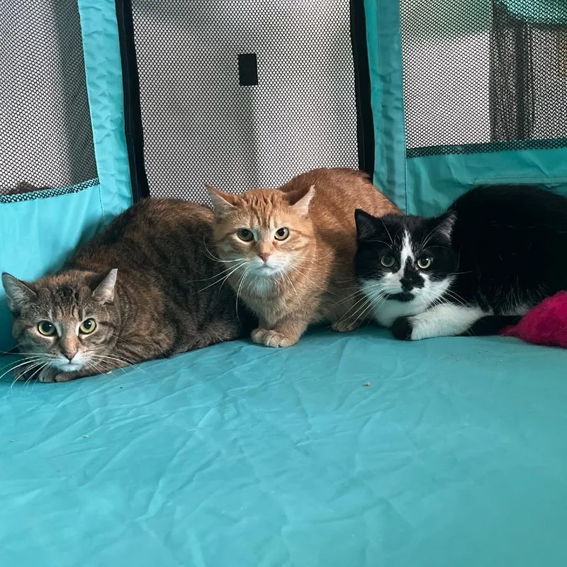 An adult medium-sized female Domestic Short Hair cat named Princess for adoption in Gibsonia, PA