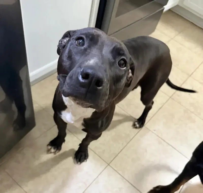 A young medium-sized female Black Pit Bull Terrier dog named Meadow for adoption in Polk, OH