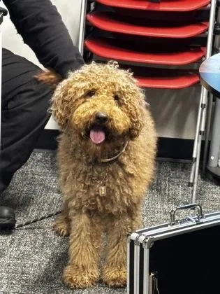 An adult medium-sized male Mixed Breed dog named Margarito for adoption in West Chester, PA