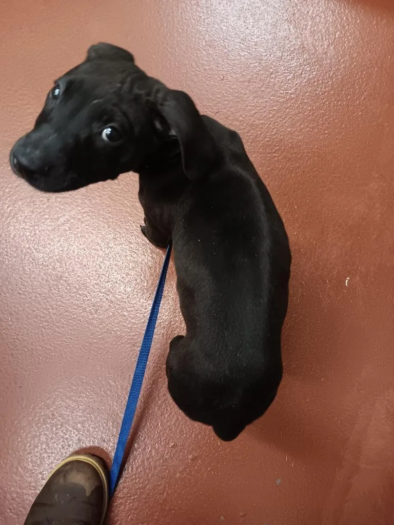 A baby medium-sized male Mixed Breed dog named Reed for adoption in Douglasville, GA
