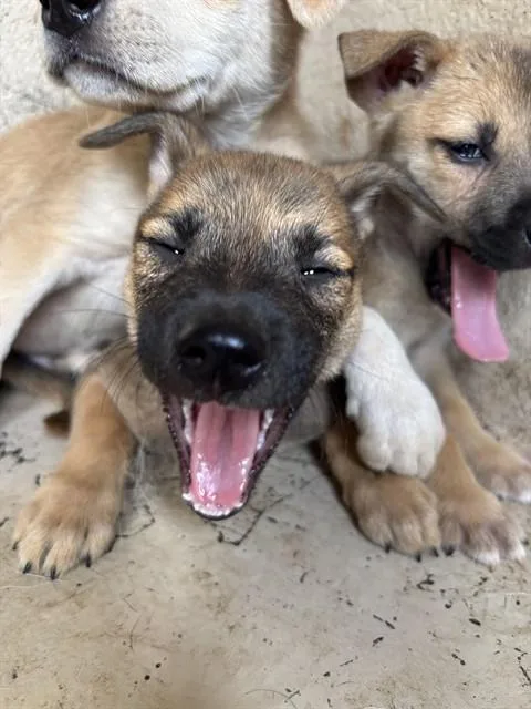 A baby small-sized male Black Mouth Cur dog named A for adoption in Oklahoma City, OK
