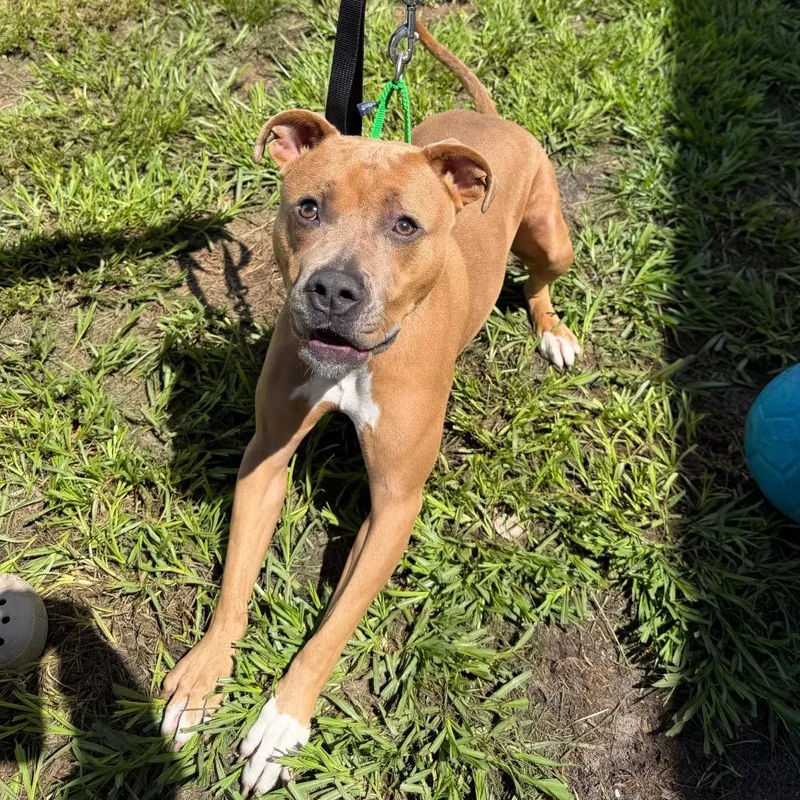 An adult medium-sized male Yellow / Tan / Blond / Fawn Terrier dog named Thanos for adoption in Tampa, FL