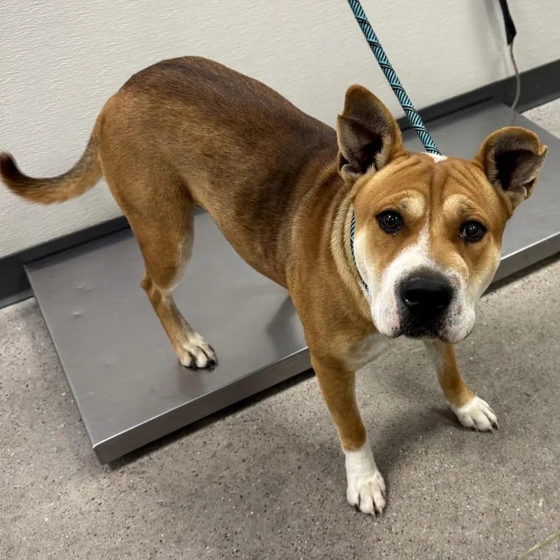 A young medium-sized female Mixed Breed dog named 112567 for adoption in Las Cruces, NM