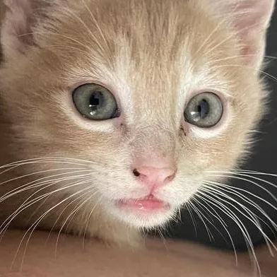 Hershey's thumbnail 3