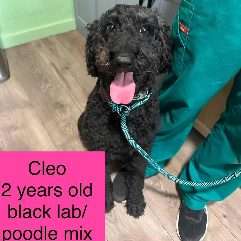 Cleo