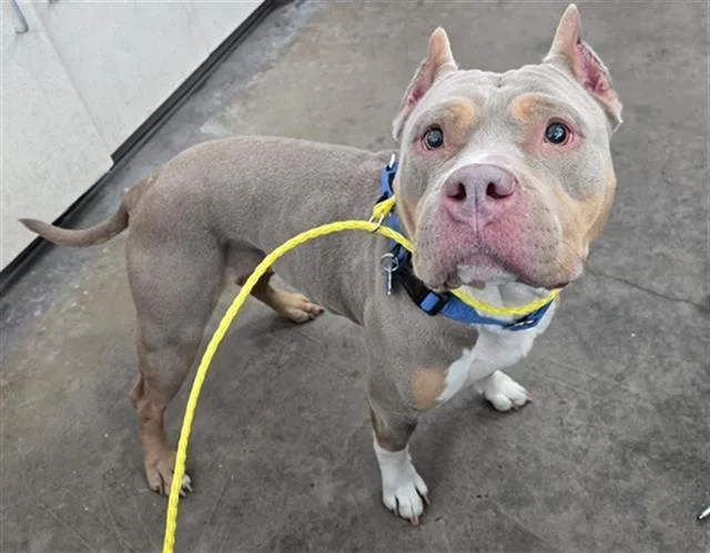 An adult large-sized female Mixed Breed dog named Roxie for adoption in Dallas, TX