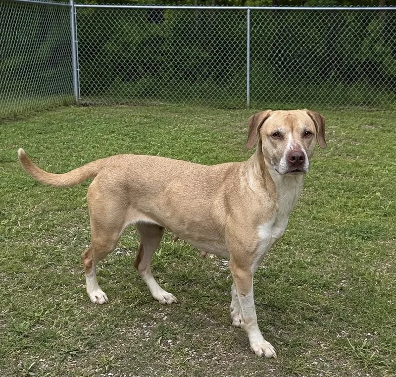 An adult large-sized female Labrador Retriever dog named Nala for adoption in Atchison, KS