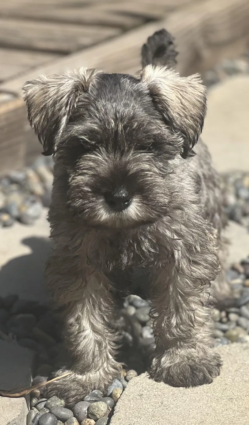A baby small-sized male Gray / Blue / Silver Miniature Schnauzer dog named Ronan for adoption in Encino, CA