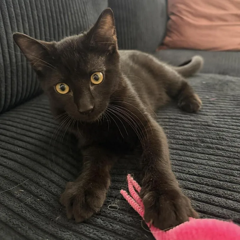 A baby small-sized male Black Domestic Short Hair cat named Cowboy Saunders for adoption in Eagle Mountain, UT