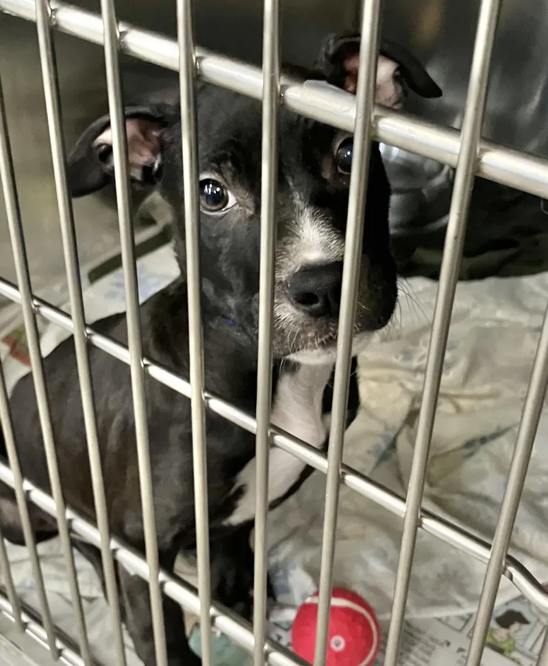 A baby medium-sized male Black Mixed Breed dog named Bobby for adoption in Parma, OH