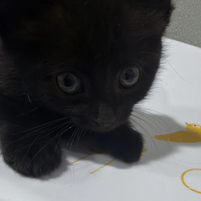 A baby small-sized female Black Domestic Short Hair cat named Lava for adoption in Tampa, FL