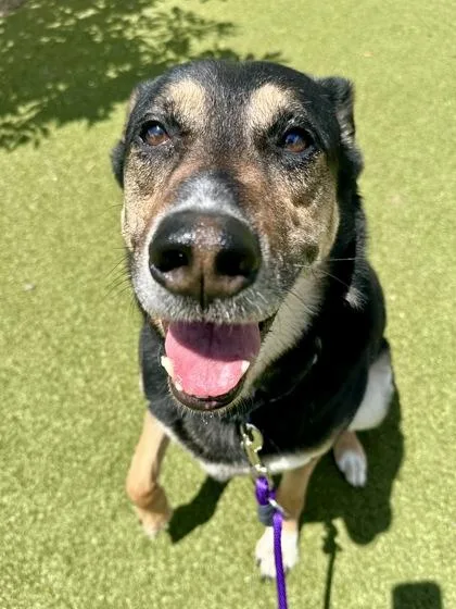 Mako